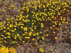 Oncosiphon grandiflorus