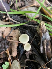 Sarcoscypha vassiljevae