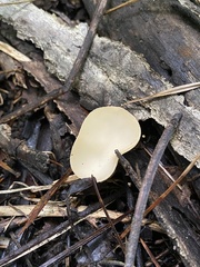 Sarcoscypha vassiljevae