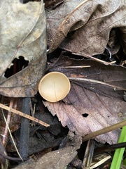 Sarcoscypha vassiljevae