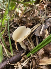 Sarcoscypha vassiljevae