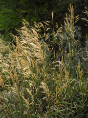 Bromus erectus