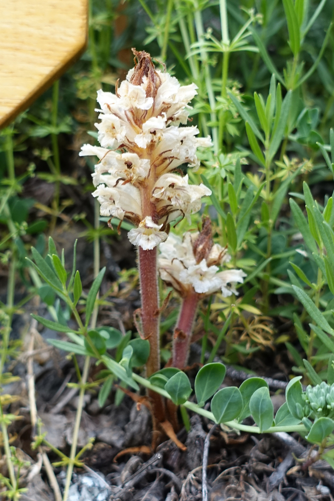Orobanche artemisiae-campestris