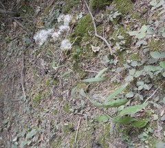 Senecio ovatus alpestris
