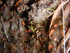 Crinia remota