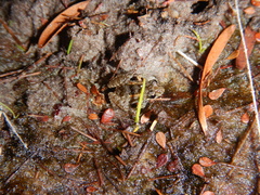 Crinia remota