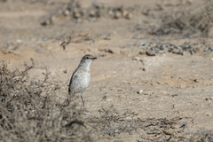 Emarginata tractrac