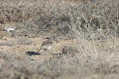 Certhilauda curvirostris falcirostris