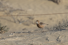 Chersomanes albofasciata garrula