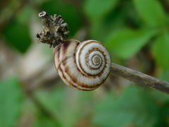 Xeropicta