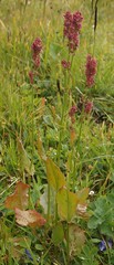 Rumex arifolius