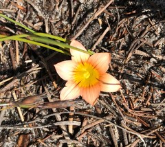 Romulea hirsuta cuprea
