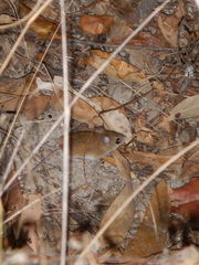 Pseudomys delicatulus