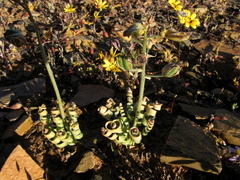 Albuca concordiana