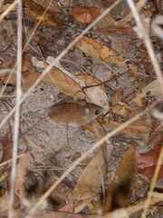 Pseudomys delicatulus