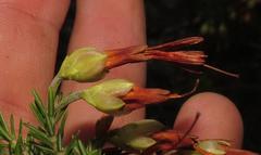 Erica intermedia intermedia