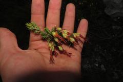 Erica intermedia intermedia