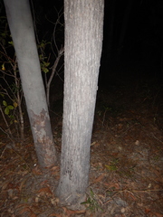 Brachychiton diversifolius