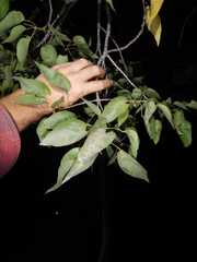 Brachychiton diversifolius