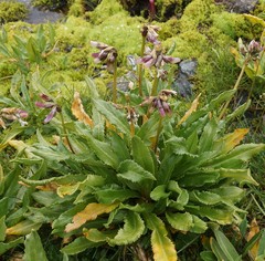 Primula nivalis