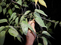 Brachychiton diversifolius