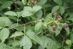 Eleutherococcus sessiliflorus