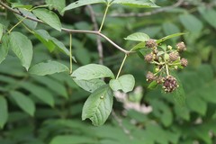 Eleutherococcus sessiliflorus