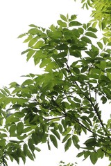 Fraxinus mandshurica