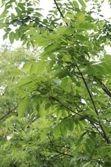 Fraxinus mandshurica