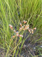 Cladium mariscoides