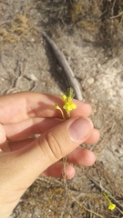 Odontites longiflorus