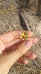 Odontites longiflorus