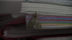 Stemmatophora borgialis