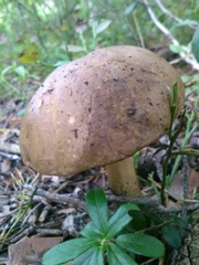 Leccinum
