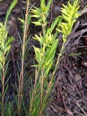 Erica tetragona