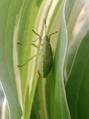 Palomena prasina