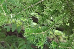 Abies holophylla