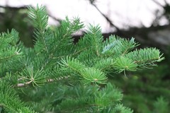 Abies holophylla