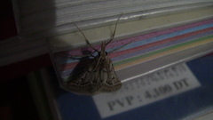 Stemmatophora borgialis