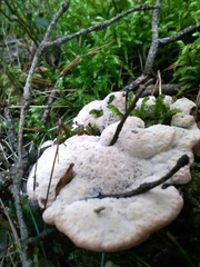 Fungi