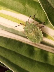 Palomena prasina
