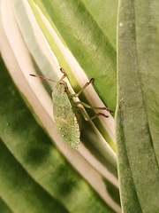 Palomena prasina