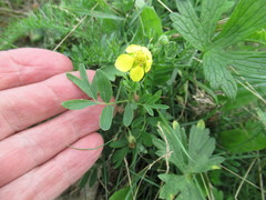 Sibbaldianthe orientalis