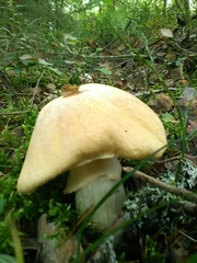 Cortinarius caperatus