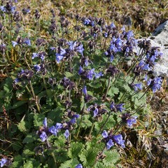 Dracocephalum imberbe