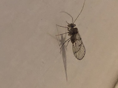 Ptiloneuridae