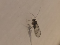 Ptiloneuridae