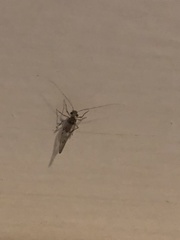 Ptiloneuridae