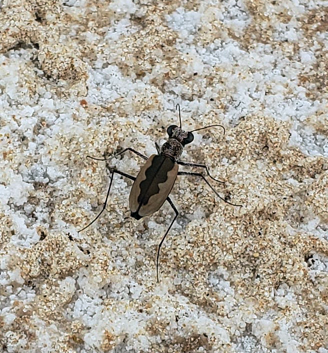 White-cloaked Tiger Beetle