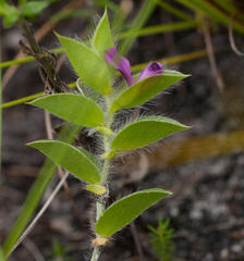 Psoralea imbricata